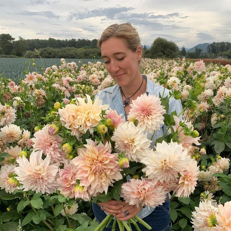大丽花种球 多年生