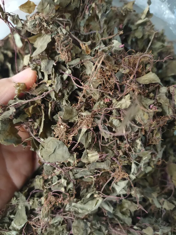 风骨草野生风鼓草风柜斗草本地小号风骨草褚头红 一份包邮