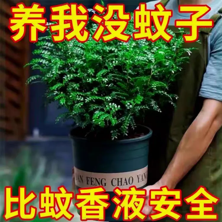 清香木盆栽驱蚊驱虫胡椒木飘香尺寸
