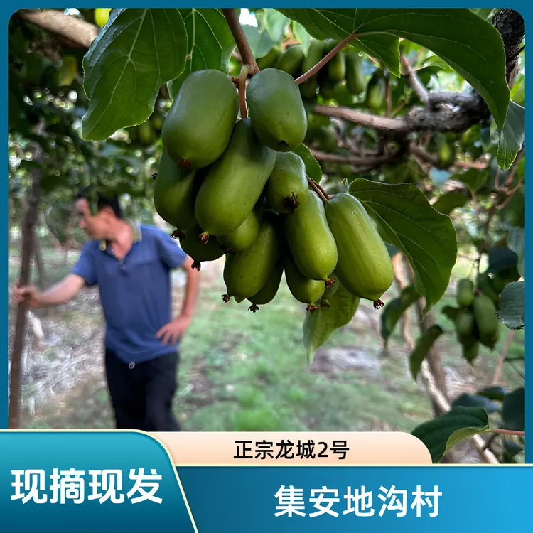集安枣子猕猴桃，现摘现发，软糯香甜，顺丰包邮