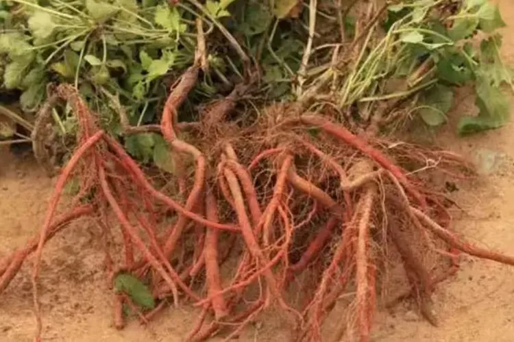 春鹏推荐大山里的丹参菜