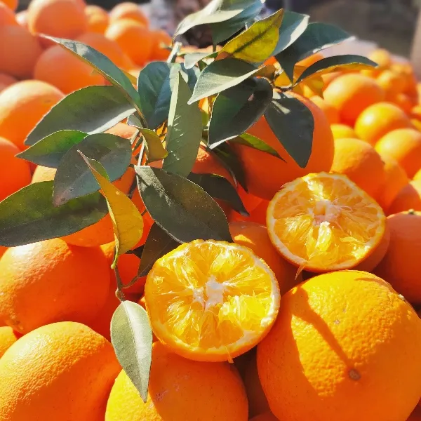 正宗江西赣南脐橙现摘水果水分充足优选脐橙新鲜香甜赣橙