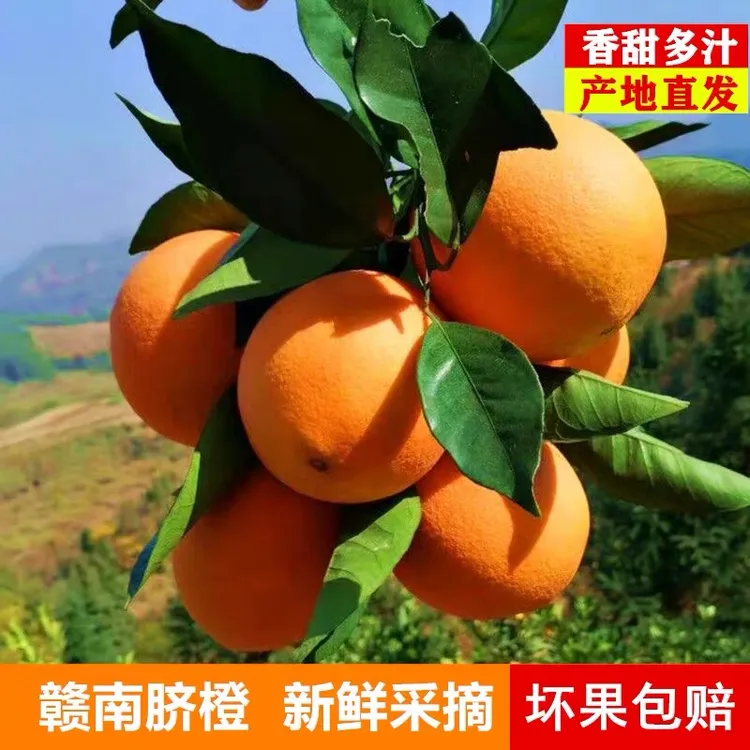正宗赣南脐橙甜橙新鲜现摘薄皮爆汁应季孕妇水果赣州橙子果园直发