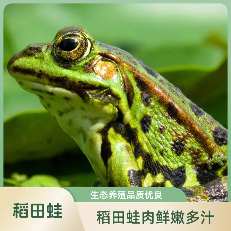 王姐青蛙稻田蛙生态养殖新鲜青蛙肉田鸡鲜嫩火锅食材非牛蛙田鸡