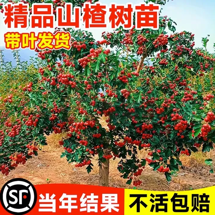 山楂苗嫁接苗大五棱山楂树苗南方北方种植庭院盆栽地栽果树苗金星