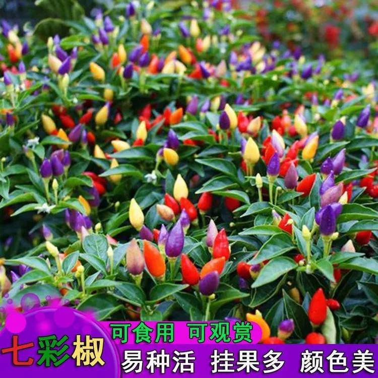七彩辣椒种子四季播五彩椒朝天椒种子籽阳台盆栽高产发芽蔬菜种子