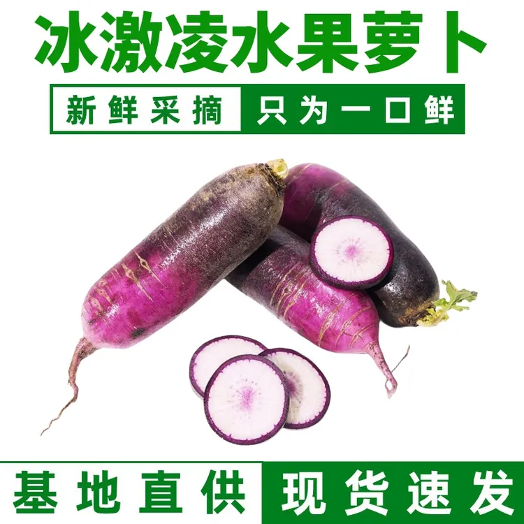 冰激凌水果萝卜净重3/5斤老少皆宜生吃脆甜山东水果萝卜山东蔬菜