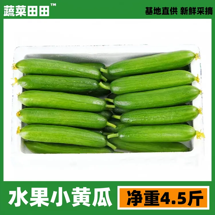 水果小黄瓜新鲜现摘现发生吃脆甜山东寿光新鲜水果黄瓜新鲜水果