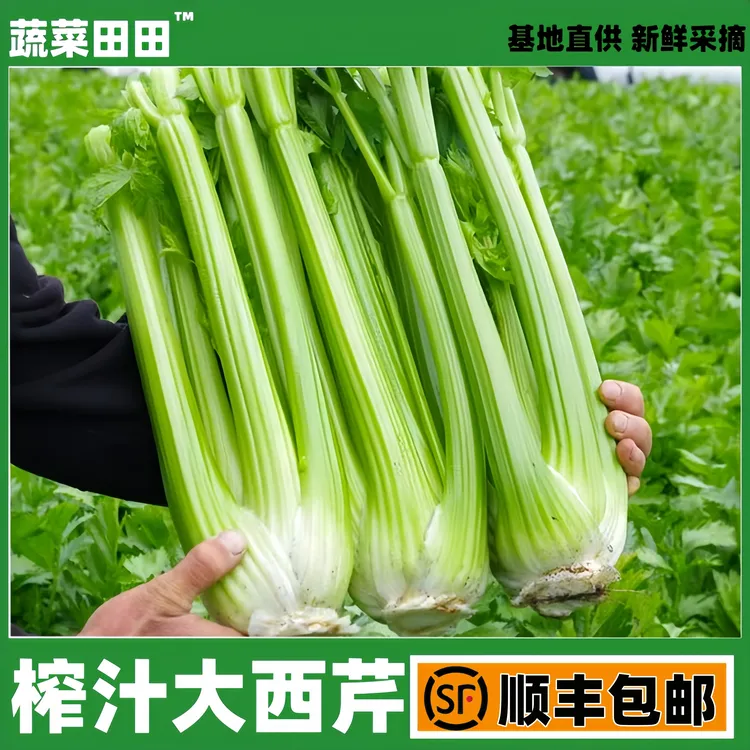 榨汁西芹精选产地直发新鲜山东食用翠绿生鲜蔬菜榨汁非水果西芹