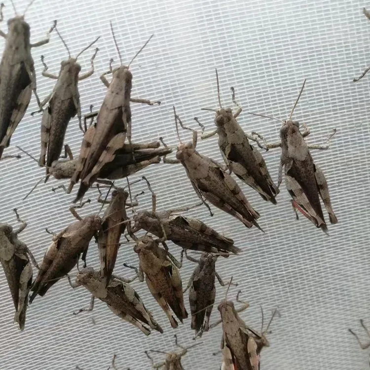 丁蜢活虫花腿虰蜢画眉鸟食提性壮膘收身喂鸟的虫子