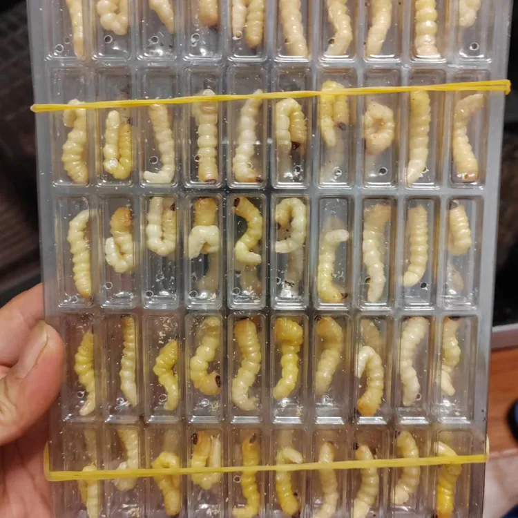 贵州野生小头柴虫松树虫画眉斗鸟提性壮膘专用虫喂鸟虫子比赛鸟食