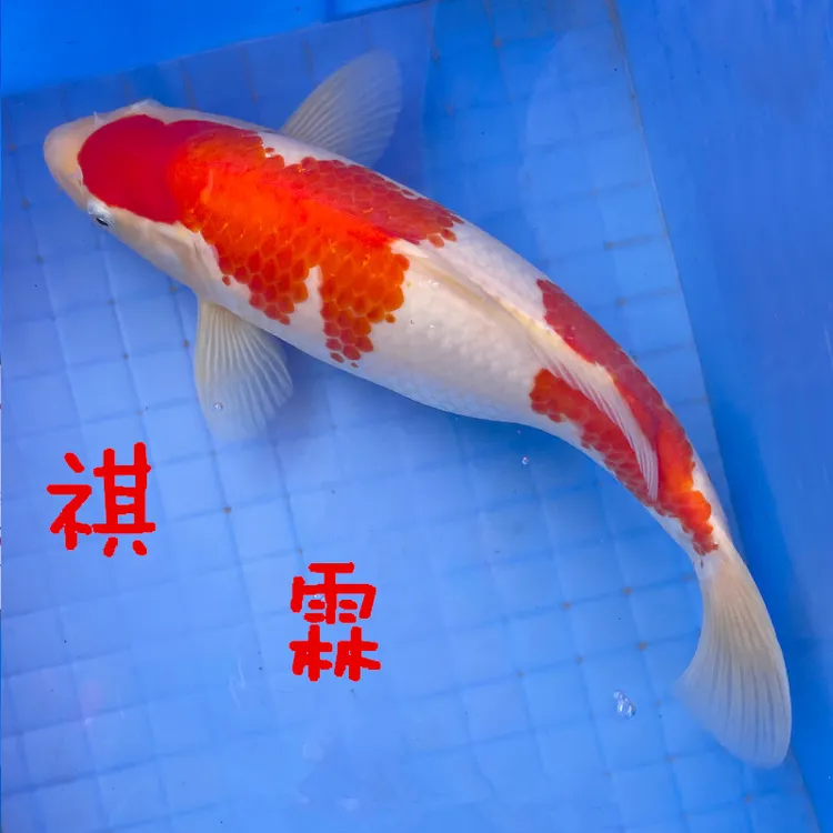 锦鲤活鱼观赏鱼精品纯种红白大正三色黑金黄金招财正宗淡水冷水鱼