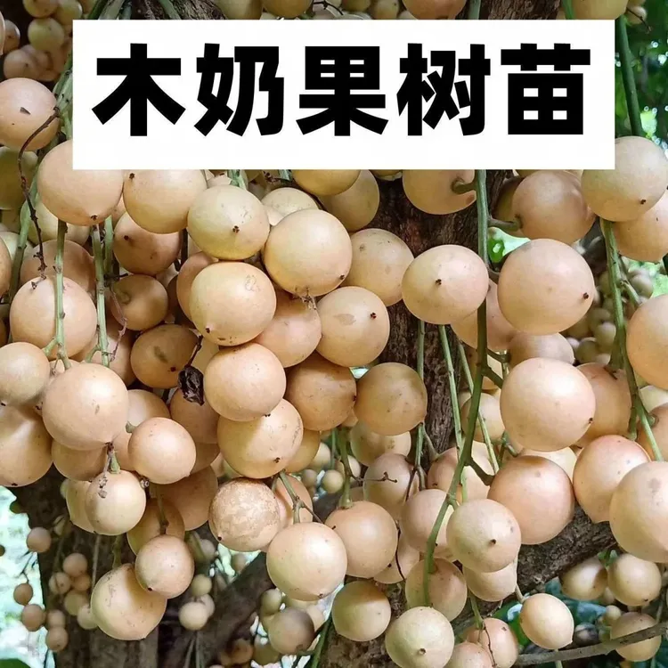 木奶果苗泰国木奶果阳台庭院盆栽绿植带土带叶发货当年结果