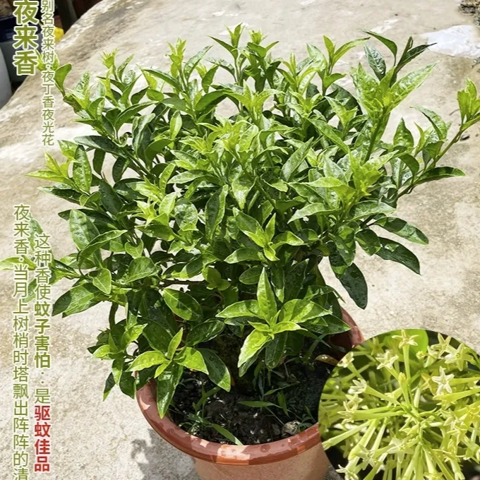 夜来香花苗盆栽驱蚊植物阳台盆栽浓香花卉植物室内外四季常绿好养