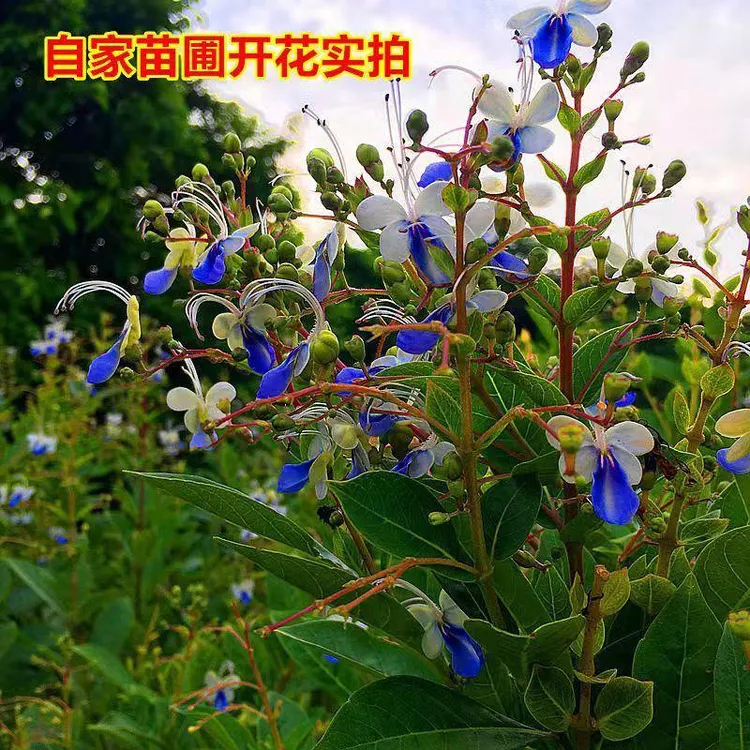 蓝蝴蝶花苗阳台盆栽花卉植物蝴蝶兰四季开花蓝色奇特花朵月见草