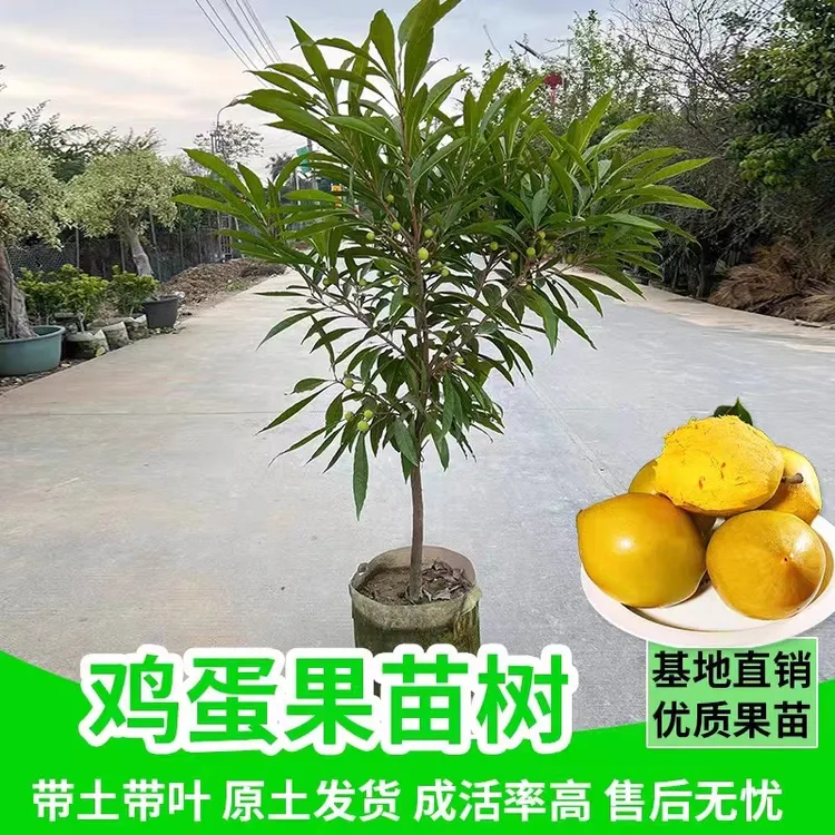 耀堂仙桃苗 正宗蛋黄果苗树苗带果发货鸡蛋果苗四季种植当年结果
