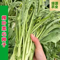 【全店满五包包邮】柳叶菜心种子桂林菜花种子特色蔬菜种子