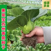 【全店满五包包邮】黑亮宝苏州青菜种子矮脚油菜小青菜蔬菜