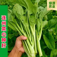【全店满五包包邮】连州菜心种籽多子多福甜菜心种子四季播蔬菜