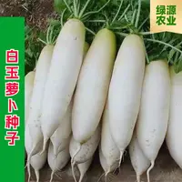【全店满五包包邮】白玉萝卜晚熟抗热抗病高产大白萝卜耐高温蔬菜