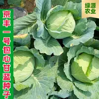 【全店满五包包邮】京丰一号包心甘蓝种子蔬菜种子包菜种子