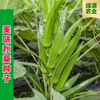 【全店满五包包邮】秋葵种子蔬菜阳台农家庭院