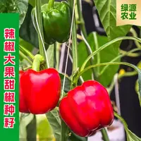 【全店满五包包邮】辣椒大果甜椒种籽蔬菜种籽