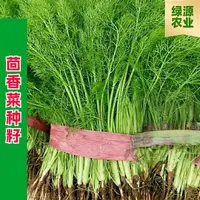 【全店满五包包邮】茴香菜种籽蔬菜种子孑小茴香菜