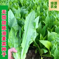 【全店满五包包邮】四季无斑甜脆油麦菜种子