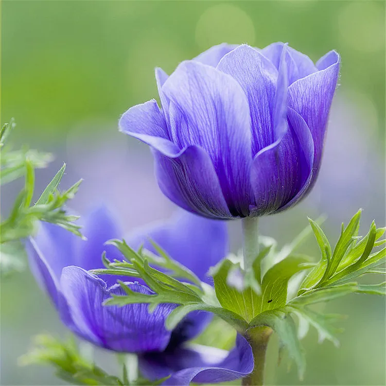 5颗银莲花种球根荷兰进口冬季耐寒盆栽郁金香风信子宿根花卉