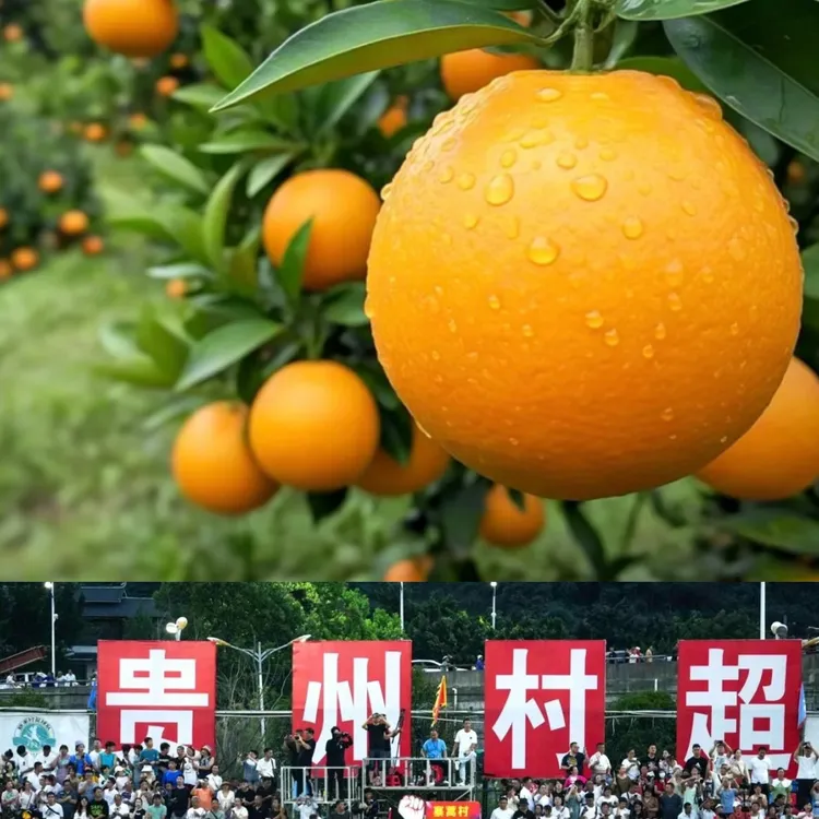贵州村超圣地榕江高山脐橙现摘现发应季水果包邮橙子