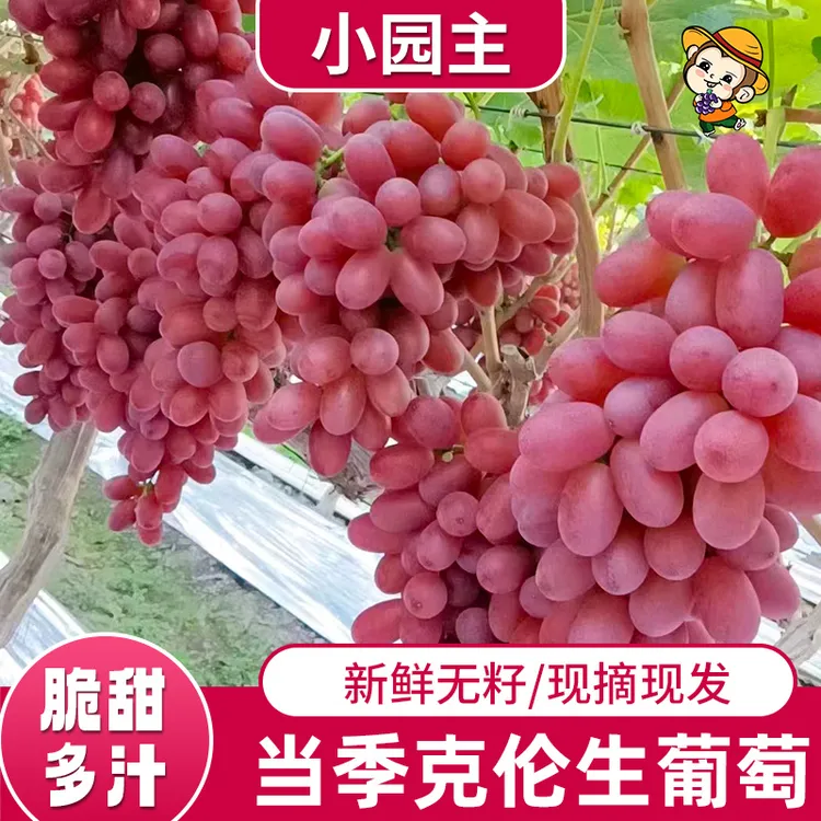 攀西小园主四川大凉山克伦生无籽红提新鲜现摘脆甜多汁顺丰包邮