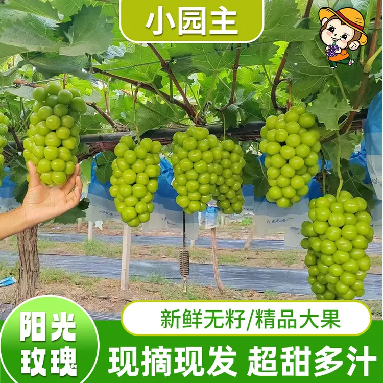 攀西小园主带玫瑰花香爆甜无籽阳光玫瑰葡萄新鲜水果