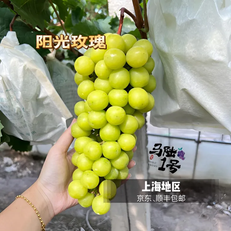 马陆1号葡萄园-阳光玫瑰 新鲜采摘 产地直发 上海地区包邮