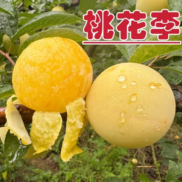 【顺丰快递】正宗四川桃花李冰糖李子黄金奈李清甜爆汁新鲜孕妇水果