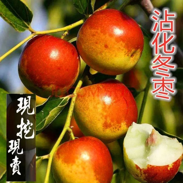 枣树苗北方南方大枣超甜特大庭院嫁接冬枣地栽果树果苗当年结果