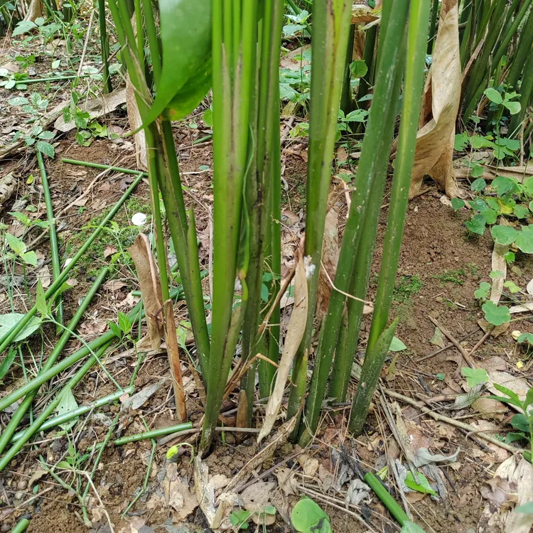 广西下单现挖新鲜大棕叶苗裹蒸苗柊叶苗顺丰包邮