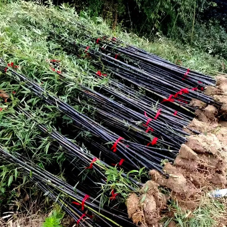 紫竹苗庭院景观围墙竹子苗盆栽竹子风景竹植物