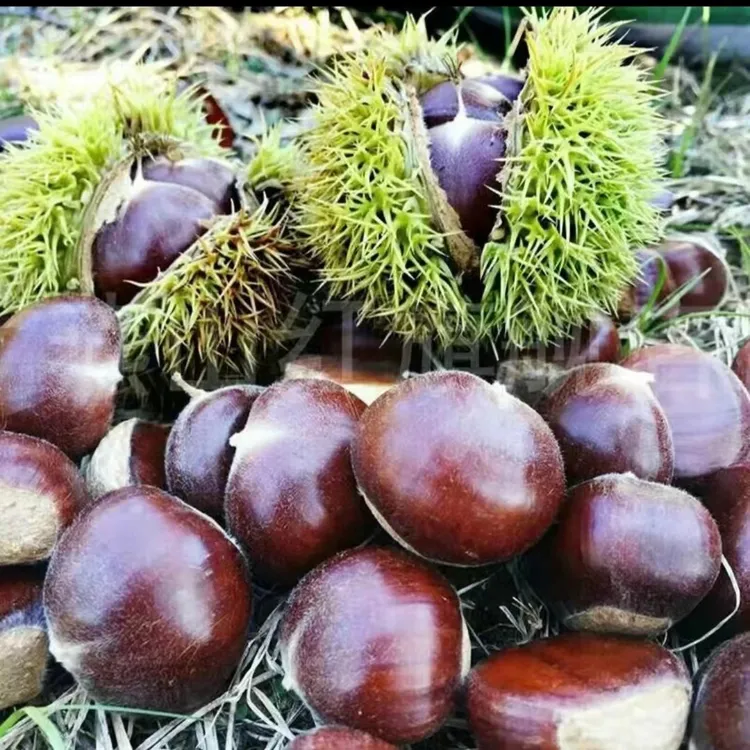 【3113母树直发】正宗迁西板栗油栗子果农软糯香甜好剥皮生鲜饱满