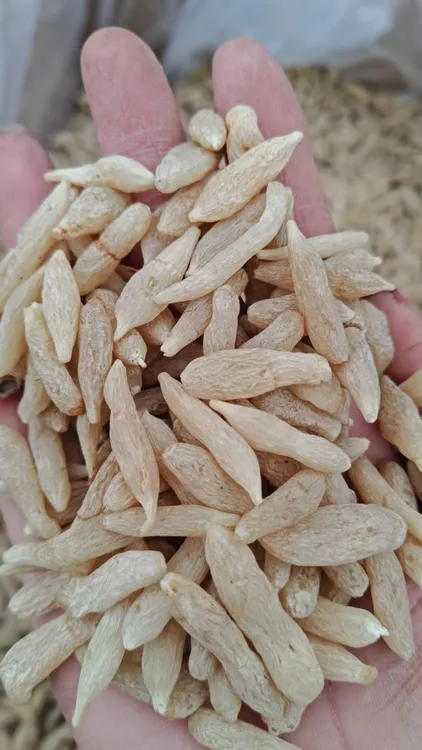 [主播推荐]超实惠大颗粒麦冬泡水手选