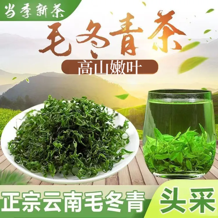 毛冬青嫩叶毛冬青茶青山绿水茶毛冬青小叶苦丁泡水小叶苦丁