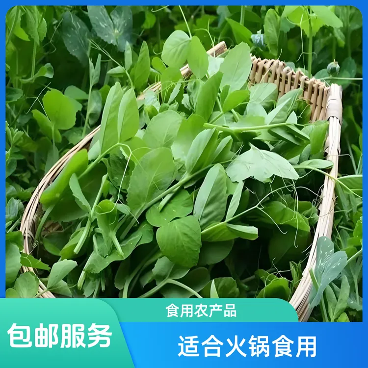 豌豆尖豌豆苗火锅菜贵州农家新鲜现摘现发2/3/5斤产地顺丰包邮