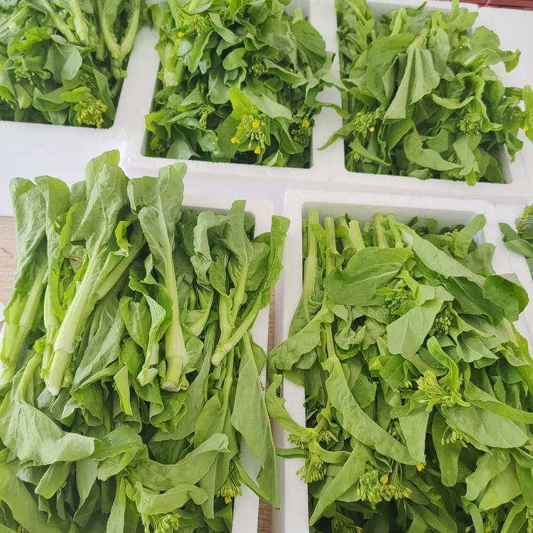 贵州白菜苔菜心新鲜时令蔬菜农家路天种植现摘现发3/5斤包邮