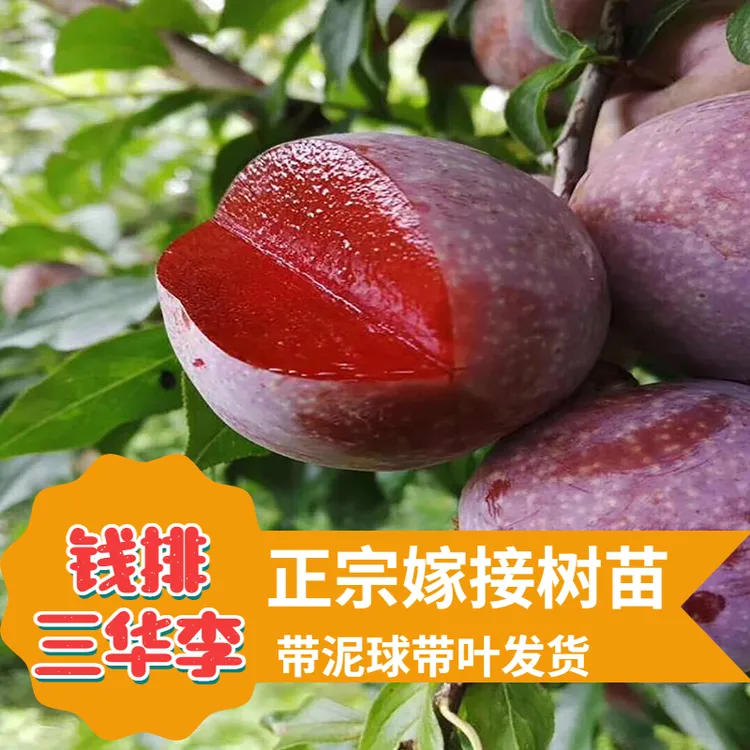钱排大果三华李嫁接苗银妃三华李果苗早熟美李子脆李子嫁接苗耐寒