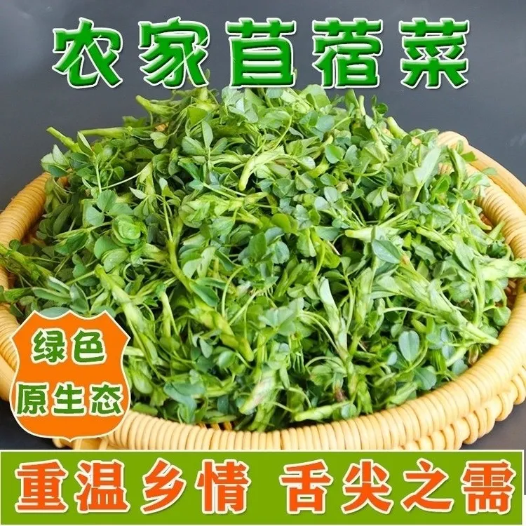 头茬半野菜苜蓿菜菜金花菜草头菜半斤/2/3/4斤直供原产地健康美味