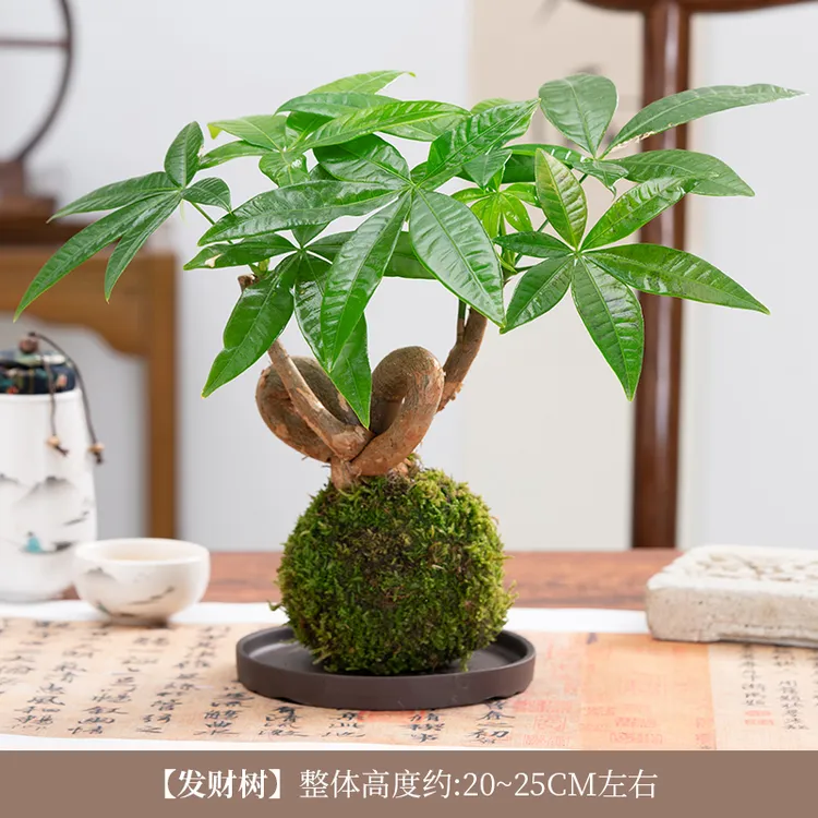 苔藓球植物小盆栽花卉室内花四季常青树客厅办公室桌面绿植发财树