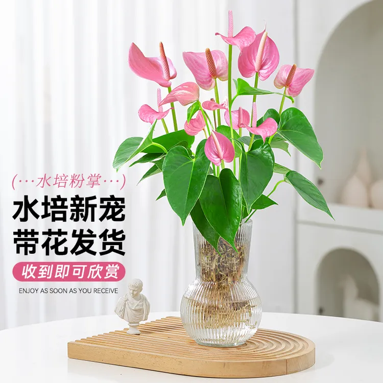 水培粉掌植物花卉盆栽室内花四季开花好养花瓶客厅办公室桌面绿植