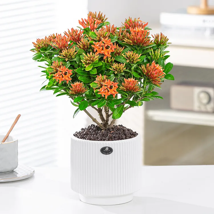 {带花苞}龙船花盆栽小绣球花卉四季青美观开花阳台庭院办公室树苗