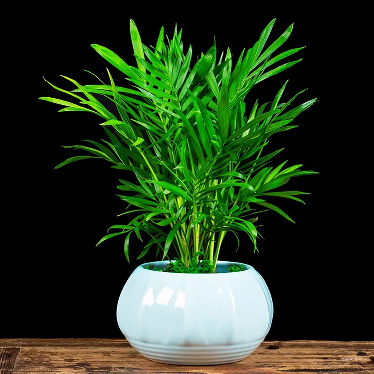 袖珍椰子盆栽植物室内花四季常青客厅办公室桌面绿植美观树苗花草