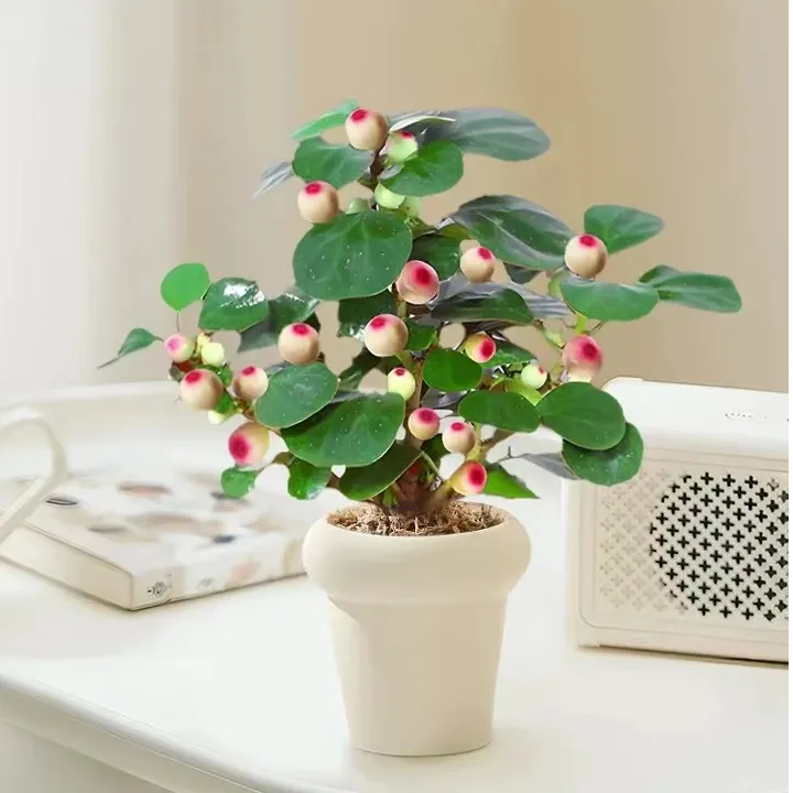 小盼菩提树盆栽带结果北欧风格室内花四季常绿客厅办公室桌面绿植